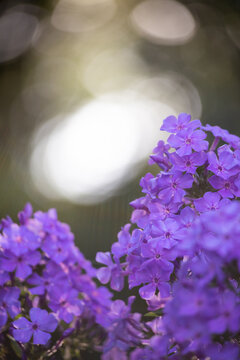 purple flower digital backdrop