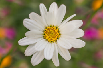 Fototapeta premium daisy flower closeup