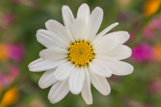 daisy flower closeup