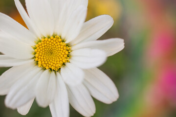 Obraz premium white daisy flower digital backdrop