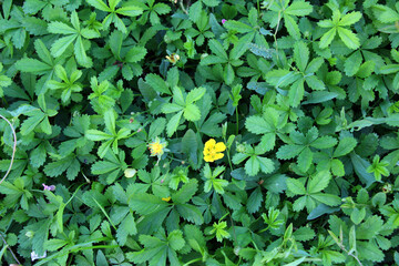Creeping cinquefoil (Potentilla reptans) grows in nature