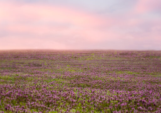 lavender color field in the morning