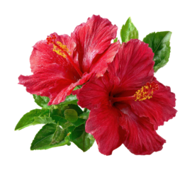 Vibrant red hibiscus flowers botanical garden high-quality natural view isolated on transparent background