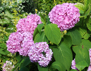 Pink hydrangea macrophylla blooms in the garden