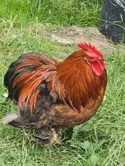 Majestic rooster with colorful iridescent feathers standing proudly in a farmyard