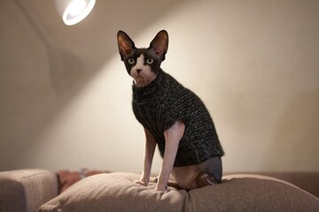 Moody Portrait of Canadian Sphynx Cat on Couch Near Lamp