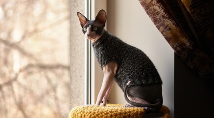 Moody Portrait of Canadian Sphynx Cat Sitting by Window