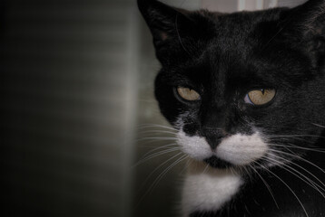 portrait of a yellow eyed tuxedo cat, named Fu Man Chu
