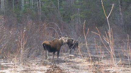 moose in the woods