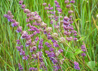Obraz premium In nature, the blooms Salvia verticillata