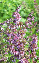 In nature, the blooms Salvia verticillata