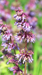 In nature, the blooms Salvia verticillata