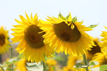 sunflower in the garden