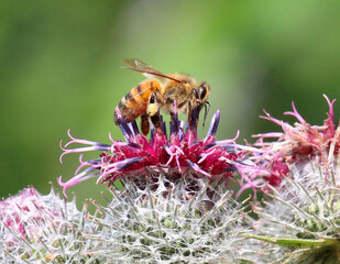 Honey bee (Apis mellifera) collecting nectar and pollen
