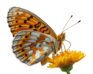 Butterfly feeding on flower nature isolated on transparent background