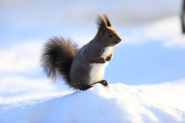 Hokkaido Squirrel (Sciurus vulgaris orientis) in Hokkaido, Japan