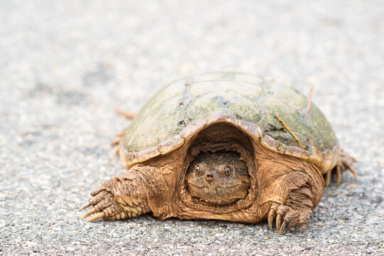Common snapping turtle. Bombay Hook National Wildlife Refuge. Delaware