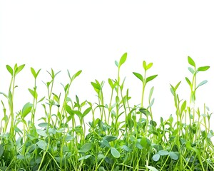 Green blades of grass and delicate sprouts form a natural, whitebackground border