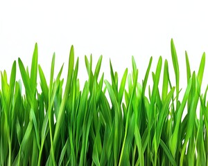Fototapeta premium Green blades of grass and delicate sprouts form a natural, whitebackground border