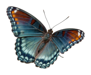 Colorful butterfly resting on green leaf nature environment isolated on transparent background