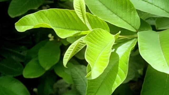Close up of lush green leaves of guava tree swaying woth wind. A guava plant scientifically known as Psidium guajava. 