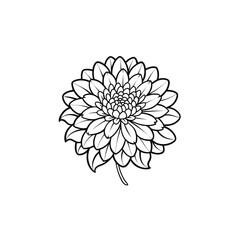 Chrysanthemum outline icon on white background
