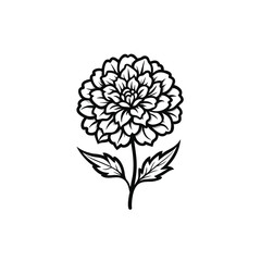 Marigold flower outline icon on white background