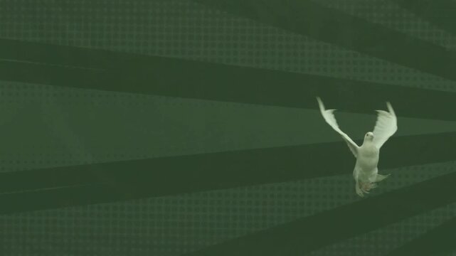 White dove entering frame and flapping wings for hovering then exiting on green gradient backdrop