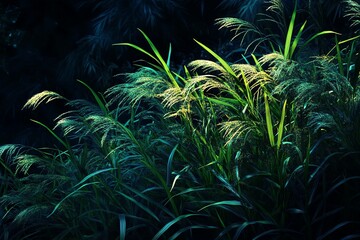 Lush grass and foliage at night
