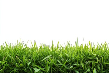 Lush green grass border against white background