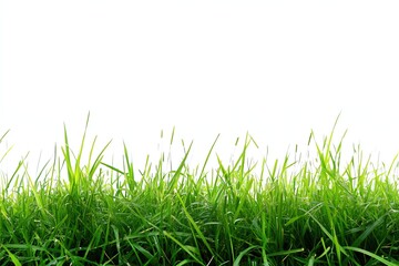 Lush green grass border against white background