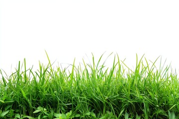 Lush green grass border against white background