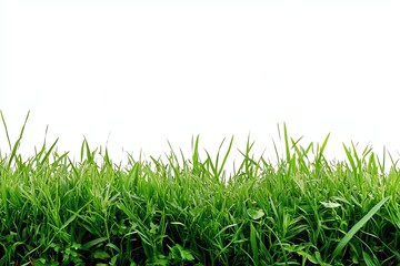 Lush green grass border against white background