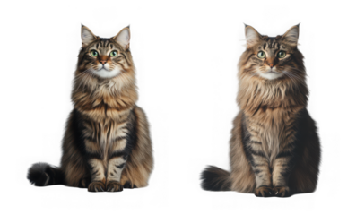 Two fluffy longhaired tabby cats sitting attentively on a transparent background