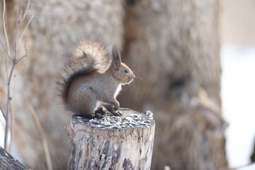 Hokkaido Squirrel (Sciurus vulgaris orientis) in Hokkaido, Japan