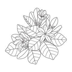 Flowering Branch Tiare Outline Drawing