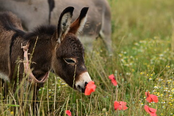 Zuckersüßes Zwergesel Fohlen in einer Blumenwiese schnuppert an Blüten