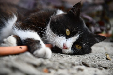 Portrait of a beautiful black and white cat