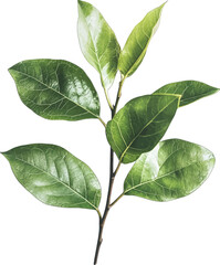 Vibrant green leaves branch plant nature