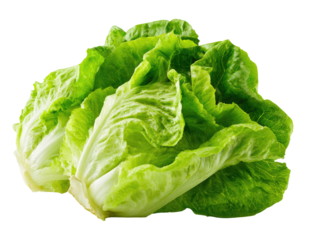 Close-up of fresh, vibrant green lettuce leaves