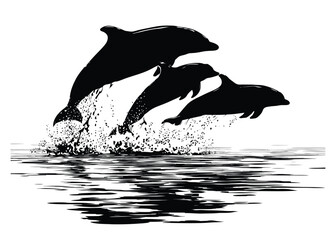 Three dolphins jumping out of the water in a black and white illustration with water splashes
