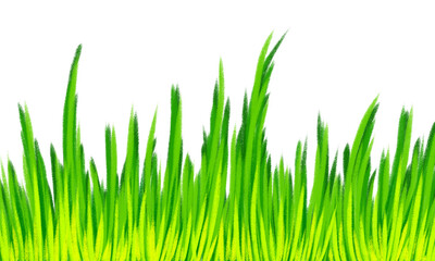 Hand drawn green grass on transparent background. Tall grass layout backdrop. For  plant backdrop illustration graphic element.