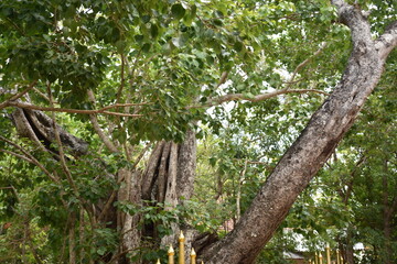 Sacred Boo Tree (Ficus Religiosa, Sacred Fig) at the Sri Bhodiraja Aranya Senasanaya, Hiriwadunna, Habarana, Sri Lanka.