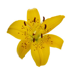 Yellow lilies on a white isolated background