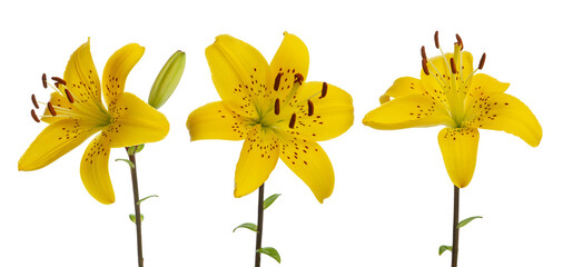 Yellow lilies on a white isolated background