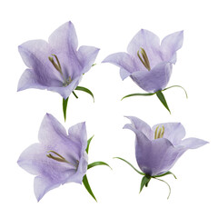 Flowers purple bells on white isolated background