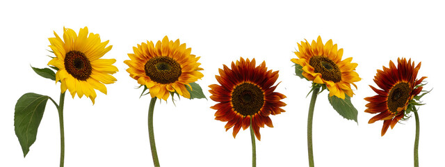 Different sunflowers on a white isolated background