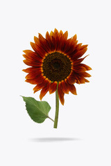Red maroon sunflowers on white isolated background