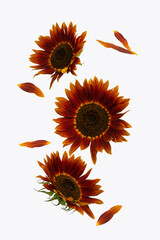Red maroon sunflowers on white isolated background