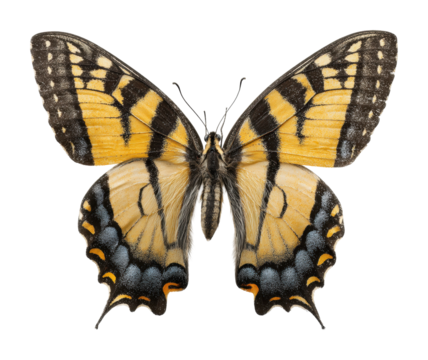 Beautiful swallowtail butterfly display natural habitat isolated on transparent background